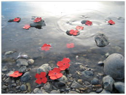 Macintosh HD:Users:martin:Desktop:poppy photos:Penny's photos:ardo poppies 1.JPG