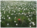 Macintosh HD:Users:martin:Desktop:poppies:lentiai.jpg