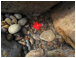 Macintosh HD:Users:martin:Desktop:poppies:Mallorca.jpg