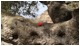 Macintosh HD:Users:martin:Desktop:poppies:olive tree ethipoia.JPG