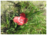 Macintosh HD:Users:martin:Desktop:poppies:Peak District.jpg